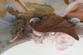 Aufnahme des hl. Georg in den Himmel, Detail Stuckarbeit